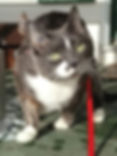 Molly.jpg