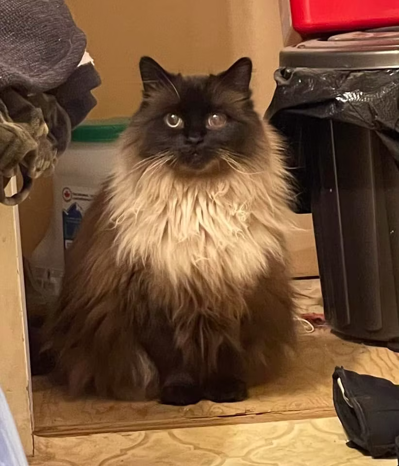 Bella