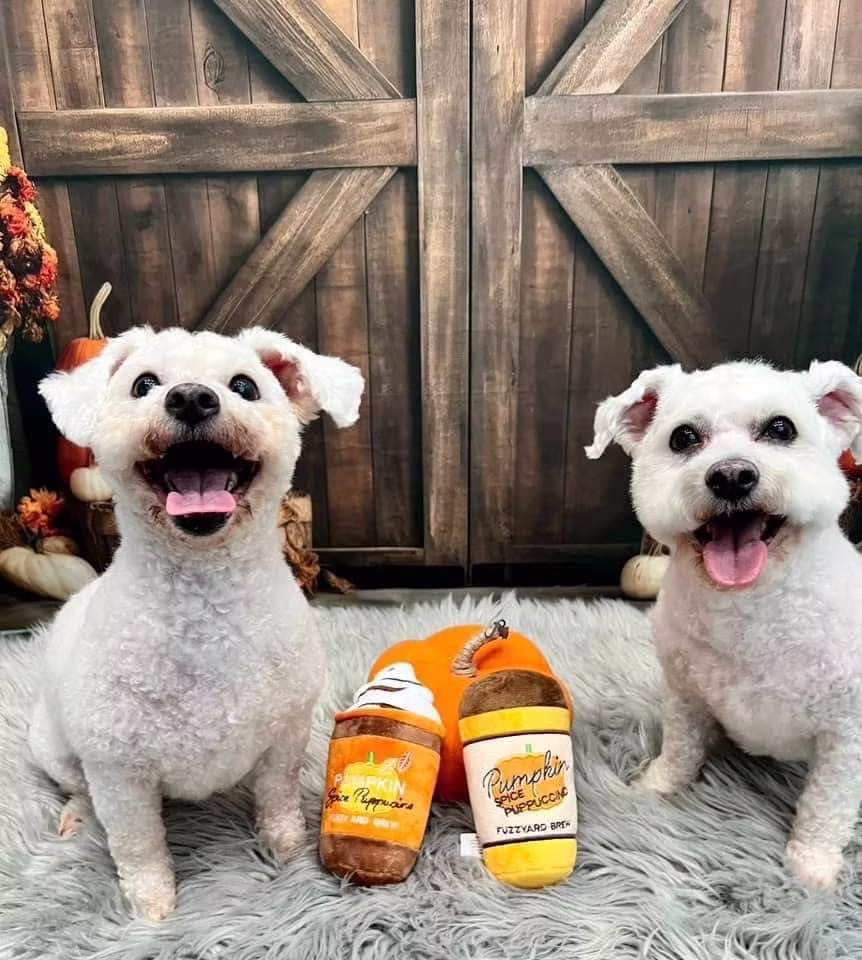Dodger and Chloe