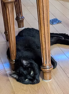 Ebony2.jpg